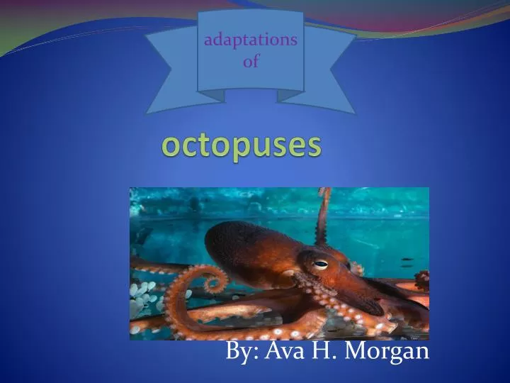 octopuses