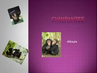 chimpanzee