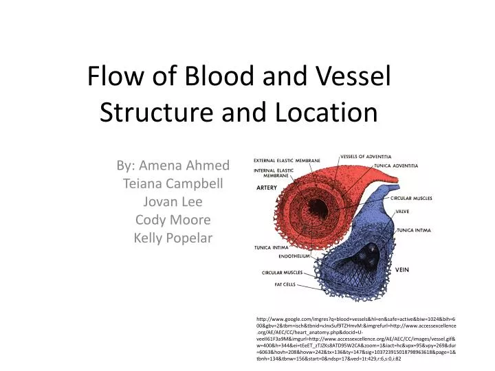 flow of blood and vessel structure and location