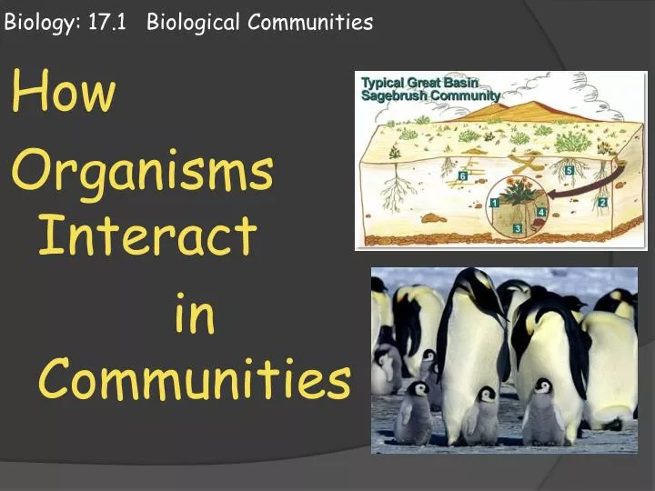biology 17 1 biological communities