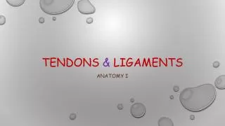 Tendons &amp; Ligaments