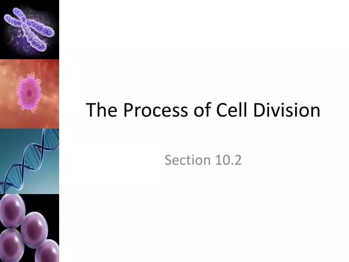 the process of cell division