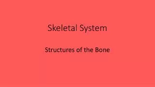 Skeletal System