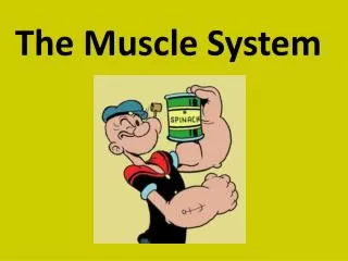The Muscle System