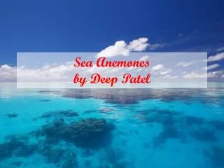 Sea Anemones by Deep Patel