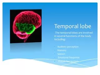 Temporal lobe