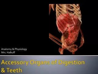 Accessory Organs of Digestion &amp; Teeth