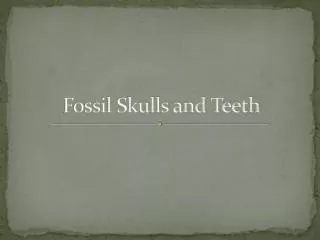 Fossil Skulls and Teeth