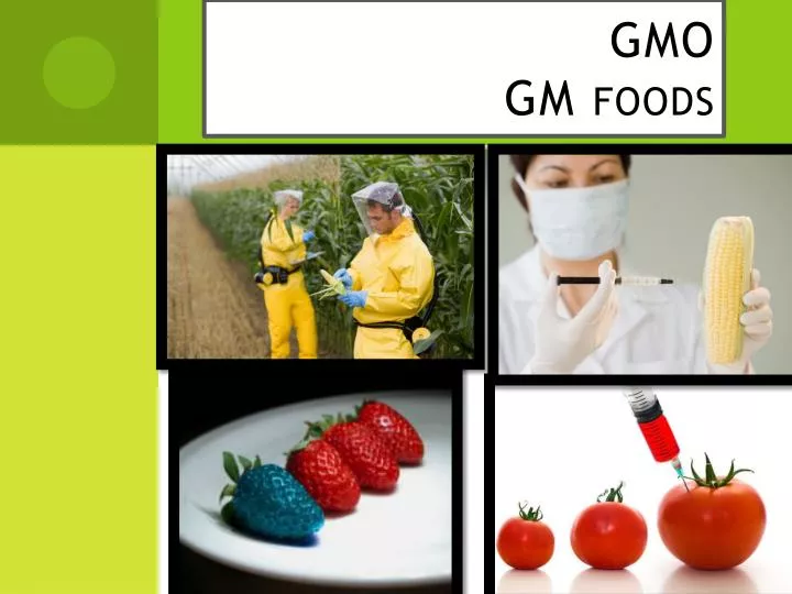 gmo gm foods