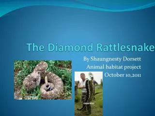 The Diamond Rattlesnake