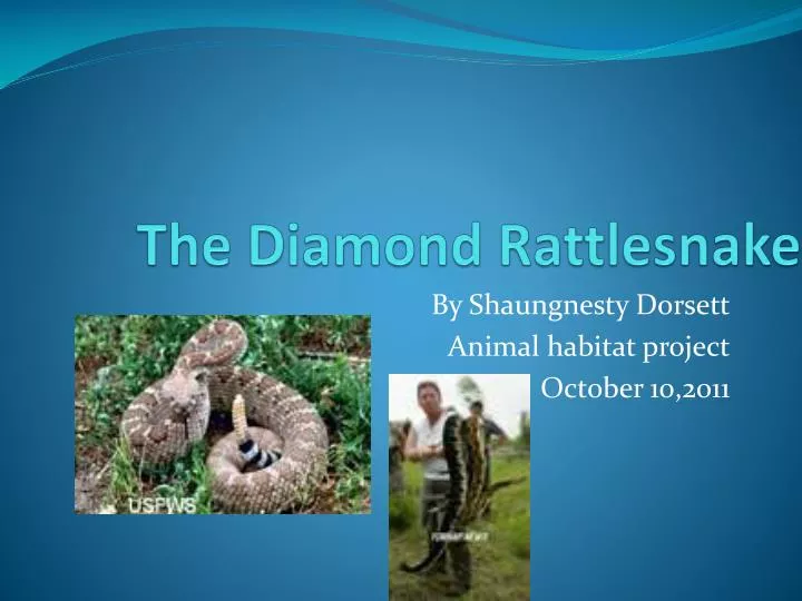 the diamond rattlesnake