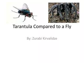 tarantula compared to a fly