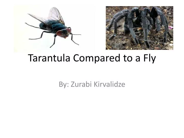 tarantula compared to a fly
