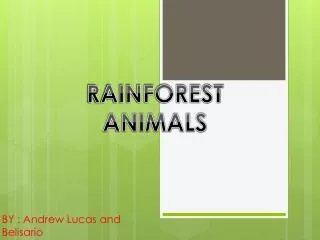 RAINFOREST ANIMALS