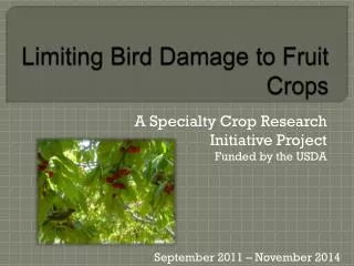 Limiting Bird Damage to Fruit Crops