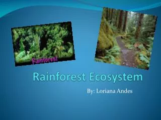 Rainforest Ecosystem
