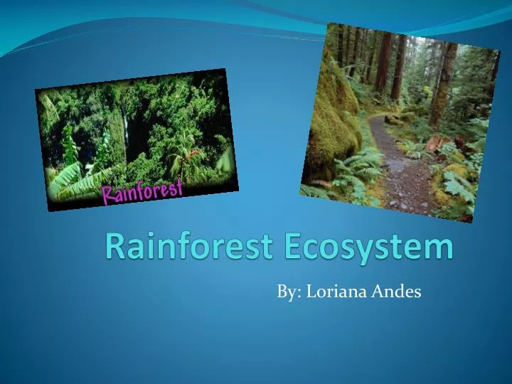 rainforest ecosystem