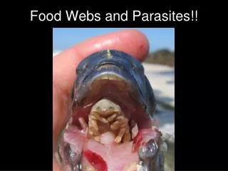 Food Webs and Parasites!!
