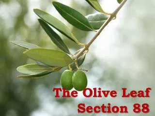 The Olive Leaf Section 88