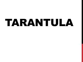 TARANTULA