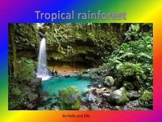 Tropical rainforest