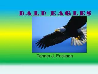 bald eagles