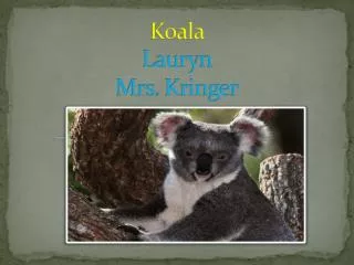 Koala Lauryn Mrs. Kringer