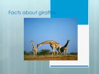 Facts about giraffes