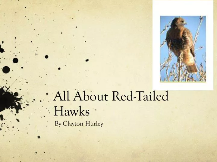 all about red tailed hawks