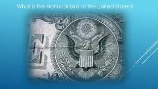 What is the National bird of the United States?