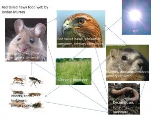 Red tailed hawk, consumer, carnivore, tertiary consumer