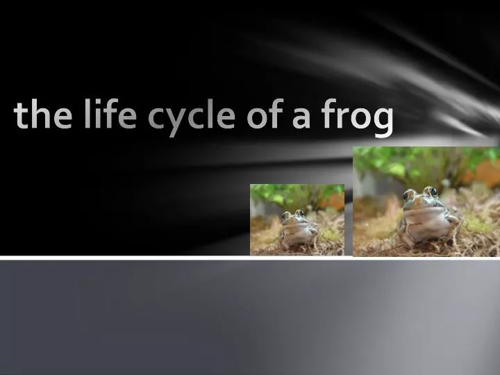 the life cycle of a frog