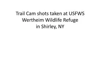 Trail Cam shots taken at USFWS Wertheim Wildlife Refuge in Shirley, NY