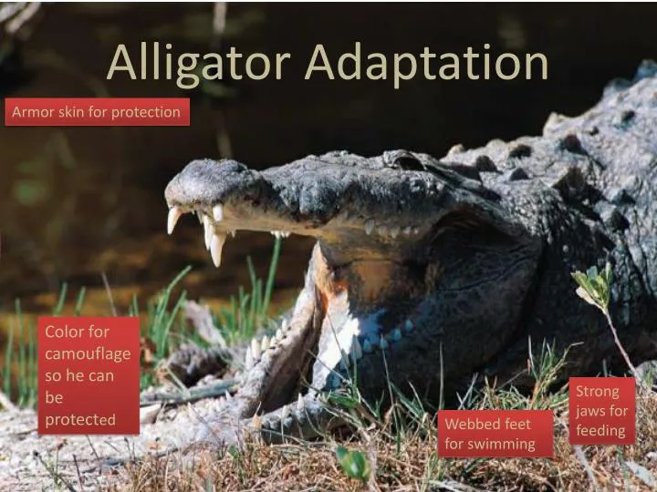 alligator adaptation