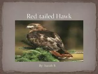 Red-tailed Hawk