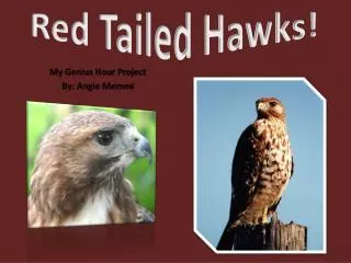 Red Tailed Hawks!