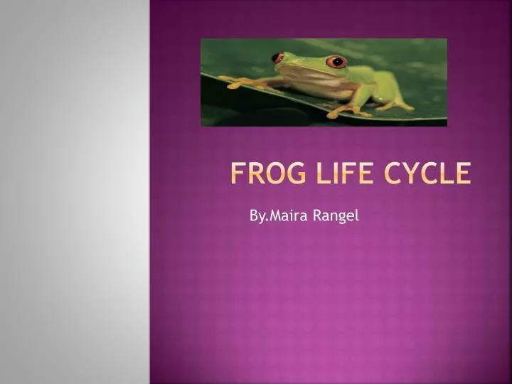 frog life cycle