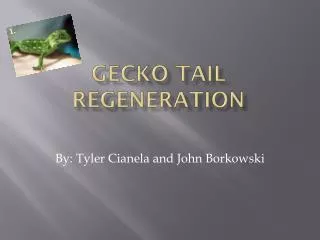 Gecko Tail Regeneration
