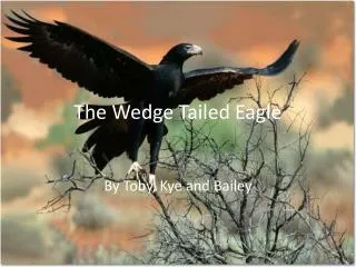 The Wedge Tailed Eagle