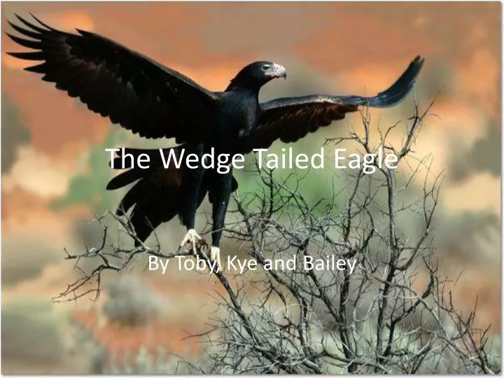 the wedge tailed eagle