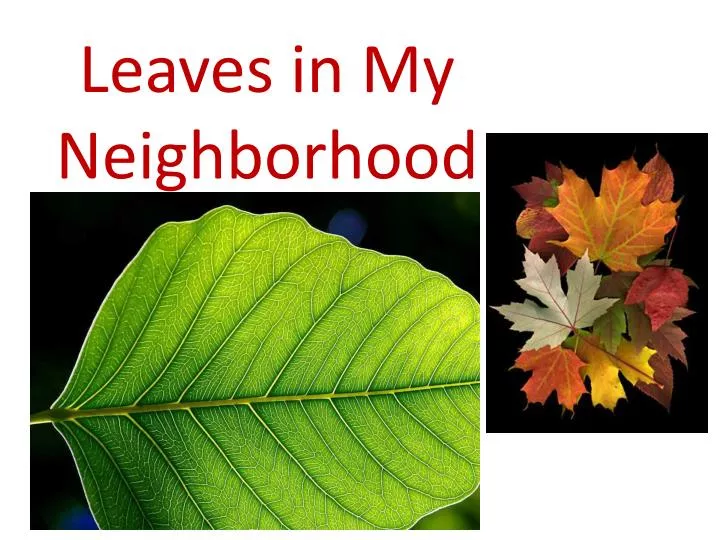 leaves in my neighborhood