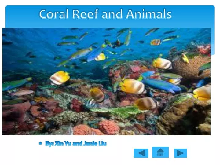 coral reef and animals