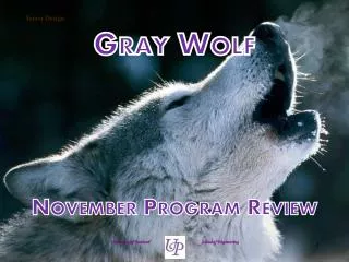 Gray Wolf