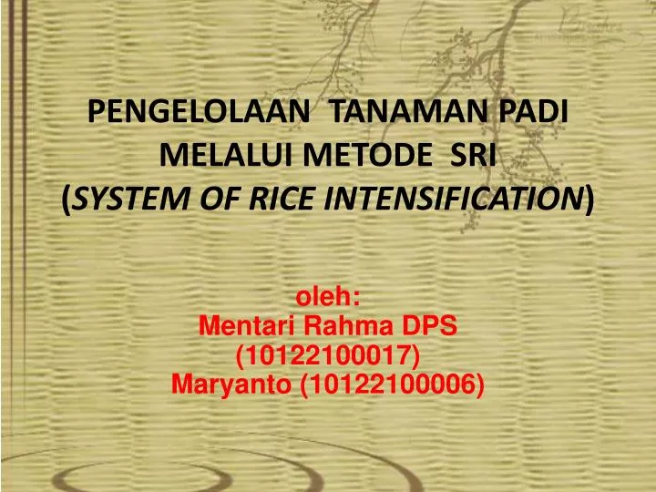 pengelolaan tanaman padi melalui metode sri system of rice intensification