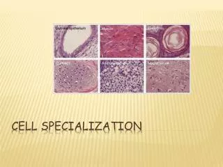 cell specialization