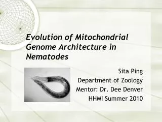 Evolution of Mitochondrial Genome Architecture in Nematodes