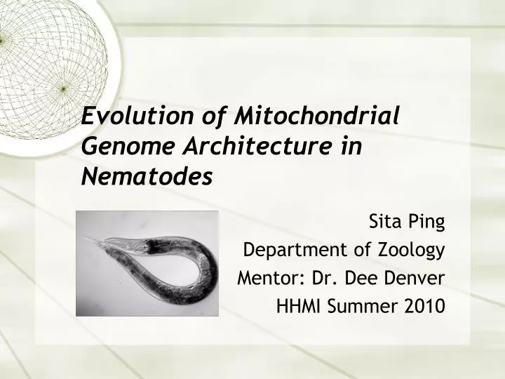 evolution of mitochondrial genome architecture in nematodes