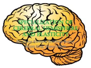 specialization of cerebral hemisphere and plasticity