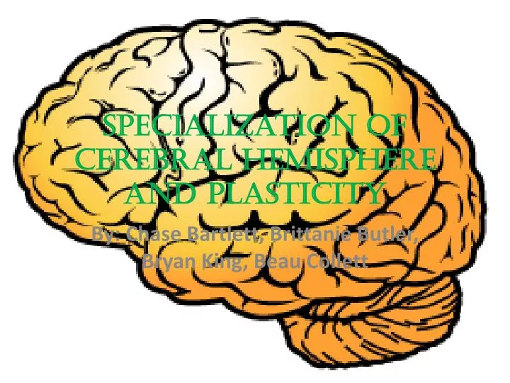 specialization of cerebral hemisphere and plasticity