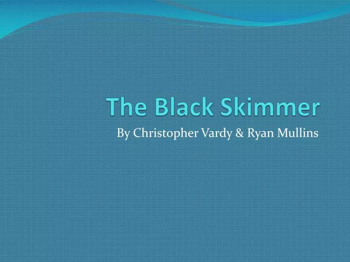 the black skimmer
